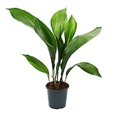 Exotenherz - Schusterpalme - Aspidistra elatior - Zimmerpflanze - 15cm Topf