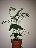 Portal Cool Murraya Paniculata - Arancione Jasmine, pianta molto fragrante