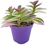 Fangblatt - Tradescantia fluminensis 'tricolor' - zauberhafte Ampelpflanze - Dreimasterblume - dreifarbige Grünpflanze Dekoration