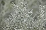 Santolina chamaecyparissus P 0,5 Graues Heiligenkraut,winterhart, deutsche Baumschulqualität, im Topf für optimales anwachsen