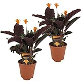 Plant in a Box - Calathea Crocata - 2er Set - Korbmarante - - Luftreinigende Zimmerpflanze - Schönen Blättern - Topf 14cm - Höhe 40-50cm
