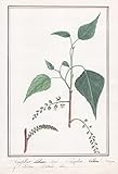 Peuplier Noir / Populus Nigra - Schwarz-Pappel / Botanik botany / Blume flower / Pflanze plant