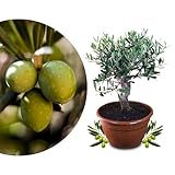 Meine Orangerie Olivenbaum Bonsai - echtes Olivenbäumchen - Olea Europaea - Olive Tree - altes Olivenstämmchen in der Schale - Bonsai Olive mit kurzem Stamm - Olivenbaum echt - Bonsai Baum