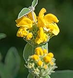 Gelbes Brandkraut - Phlomis fruticosa - Gartenpflanze