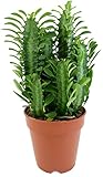 Fangblatt Euphorbia trigona Green - grüne dreikantige Wolfsmilch pflegeleichte Sukkulente ca. 30 cm hoch Zimmerpflanze