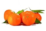 Citrus sinensis - echte Orange - Apfelsine - Pflanze 80-100 cm - Zitruspflanze