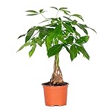Pachira Aquatica - Geldbaum Zimmerpflanze - Glücksbaum - Money Plant - Zimmerpflanzen Groß und Pflegeleicht – ⌀12 cm - 25-35 cm