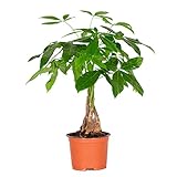 Pachira Aquatica - Geldbaum Zimmerpflanze - Glücksbaum - Money Plant - Zimmerpflanzen Groß und Pflegeleicht – ⌀12 cm - 25-35 cm