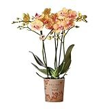 Kolibri Orchids | orange Phalaenopsis Orchidee -35cm hoch - Topfgröße Ø9cm | blühende Zimmerpflanze - frisch vom Züchter