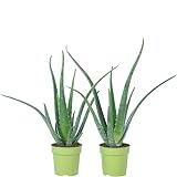 2er-Set Echte Aloe - pflegeleichte Zimmerpflanze, Aloe vera - Höhe ca. 40 cm, Topf-Ø 12 cm
