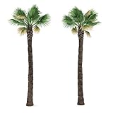 Washingtonia filifera 20 x Palmensamen Washington Palme frosthart