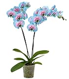 Dehner Schmetterlingsorchidee Blue Wonder, Phalaenopsis cultivars, hellblaue und pinke Blüten, 50-60 cm, Ø Topf 12 cm, Zimmerpflanze