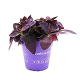 Exotenherz - Dreimasterblume - Tradescantia pallida - pflegeleichte hängende Zimmerpflanze - Rotblatt - 12cm Topf - lila