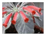 Sinningia leucotricha - brasilianisches Edelweiss - 15 Samen