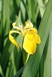 WASSERPFLANZEN WOLFF - 4er-Set im Gratis-Pflanzkorb - Iris pseudacorus - Staude des Jahres 2016 - Wasserschwertlilie - Sumpfschwertlilie, gelb - heimisch - winterhart