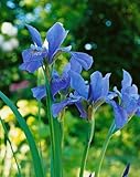 Iris sibirica 'Blue King' - Sibirische Schwertlilie, Winterhart, Blaue Blüten, Gartenstaude, P1