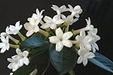 Ponak 20 Stück weiße Madagaskar-Jasmin-Blumensamen