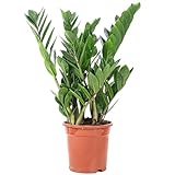 Glücksfeder - pflegeleichte Zimmerpflanze, Zamioculcas zamiifolia 3+ - Höhe ca. 55 cm, Topf-Ø 17 cm