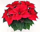 POWERS TO FLOWERS - Weihnachtsstern Rot XXL. angebaut in Topf 17 cm Durchmesser, echte Pflanze