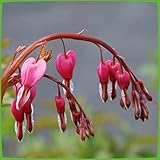 Tränendes Herz Rosa - Dicentra Spectabilis - Pflanze winterhart mit herzförmiger Blüte -Herzblume im Topf von Garten Schlüter