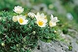 Silberwurz Dryas octopetala P 0,5 - Winterharte Bodendecker, Weiße Blüten, Immergrün, Alpinpflanze