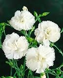 Dianthus plumarius 'Haytor' P 0,5 - Feder-Nelke, Winterhart & Duftend, Rosa Blüten, Gartenstaude für Beet & Balkon