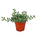 Exotenherz - Saure Gurken Pflanze - Delosperma echinatum - 12cm Topf