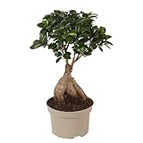 Plant in a Box - Ficus Ginseng - Bonsai Baum - Zimmerpflanzen - Topf 12cm - Höhe 30-40cm
