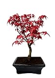 Bonsai DE - Bonsai baum Japanischer Fächerahorn - Acer (Ahorn) Deshojo bonsai bäume/Japanische Ahorne/mit roten Blättern/baum ist 30-45 cm hoch