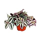 Exotenherz - Dreimasterblume - Tradescantia zebrina - pflegeleichte hängende Zimmerpflanze - 12cm Topf