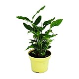 Exotenherz - Zimt-Aroma-Pflanze - Elettaria cardamomum - Kardamom mit Zimt-Duft - Zimmerpflanze im 12cm Topf