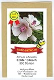 Echter Eibisch - Althaea officinalis – mehrjährige, frostharte Zierpflanze – Gewürz- und Arzneipflanze – Halva – 300 Samen