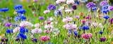500 Samen Kornblumen Mix Sorte Boy Melange Mix Bunte Mischung Centaurea cyanus Blumenwiese Bienenweide Wildblume Blumen