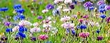 500 Samen Kornblumen Mix Sorte Boy Melange Mix Bunte Mischung Centaurea cyanus Blumenwiese Bienenweide Wildblume Blumen