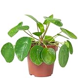Ufopflanze - pflegeleichte Zimmerpflanze, Pilea peperomioides - Höhe ca. 20 cm, Topf-Ø 14 cm