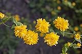 Kerria japonica 'Pleniflora' 5L 60-100 Gefüllter Ranunkelstrauch,winterhart, deutsche Baumschulqualität, im Topf für optimales anwachsen