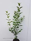 50 Liguster ovali 50-80cm Ligustrum ovalifolium reine Pflanzhöhe Wurzelware Heckenpflanzen Ligusterhecke Garten