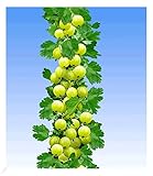 BALDUR Garten Gelbe Säulen-Stachelbeeren, 1 Pflanze, Ribes uva-crispa Säulenobst, winterhart, platzsparende Säule für kleine Gärten, Balkone & Terrassen