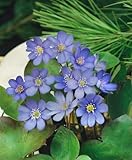 Hepatica nobilis P 0,5 - Leberblümchen, Winterhart & Schattenliebend, Blaue Frühlingsblüher, Mehrjährige Gartenpflanze
