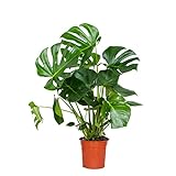 Monstera Deliciosa - Lochpflanze - Zimmerpflanzen groß - Luftreinigend - Kletterpflanzen Zimmer - Hängepflanze echt – ⌀21 cm - 70-80 cm
