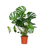 Monstera Deliciosa - Lochpflanze - Zimmerpflanzen groß - Luftreinigend - Kletterpflanzen Zimmer - Hängepflanze echt – ⌀21 cm - 70-80 cm