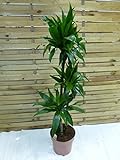 [Palmenlager] - XL Dracaena Janet Craig 3er Tuff 160 cm - Drachenbaum - // Zimmerpflanze