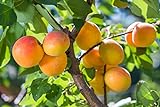1 Aprikose ' Ungarische Beste' 120-150cm im großem Topf Aprikosen Obst Busch Prunus armeniaca inkl. Dünger