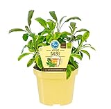 Bio Salbei Echter Salbei (Salvia officinalis), Kräuter Pflanzen aus nachhaltigem Anbau, (1 Pflanze)