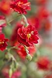 Helianthemum 'Rubin' - Sonnenröschen, Winterhart & Blühfreudig, Bodendecker Pflanze, 0,5L Topf, Rote Blüten