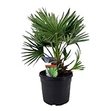 Plant in a Box - Chamaerops 'Vulcano' - Winterhart - Mediterrane Zwergpalme - Topf 19cm - Höhe 35-45cm - Gartenpflanze
