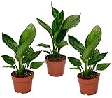 Plant in a Box - Strelitzia Reginea - 3er Set - Königs-Strelitzie - Grüne Zimmerpflanze - Topf 9cm - Höhe 25-40cm
