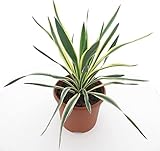 PflanzenFuchs Yucca gloriosa Variegata - Fädige Palmlilie - Gesamthöhe: 60-70cm, Topf: Ø 26 cm - 8,4 ltr. [4853]