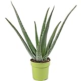 Echte Aloe - pflegeleichte Zimmerpflanze, Aloe vera - Höhe ca. 40 cm, Topf-Ø 12 cm