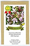 Saponaria officinalis - Seifenkraut - Bienenweide - Zier- u. Arzneipflanze - 250 Samen
